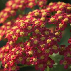 Achillea millefolium 'Paprika'