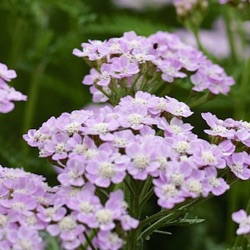 Achillea Tutti Frutti 'Wonderful Wampee' ®