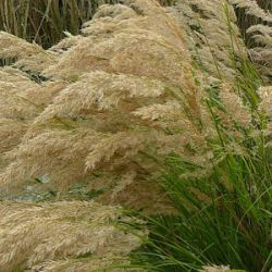 Achnatherum calamagrostis (Stipa calamagrostis)