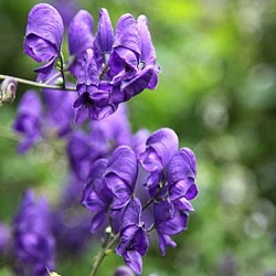 Aconitum henryi 'Spark's Variety'