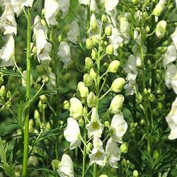 Aconitum napellus 'Album'