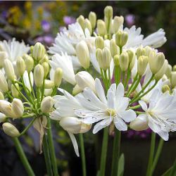 Agapanthus 'Double Diamond'