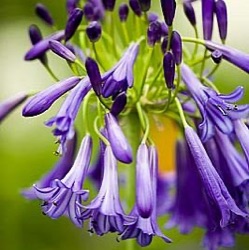 Agapanthus 'Purple Cloud' ('Storm Cloud')