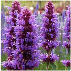 Agastache 'Blue Boa'