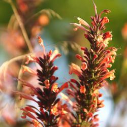 Agastache 'Kolibri'