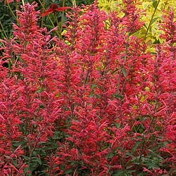 Agastache 'Kudos™ Coral' ®