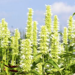 Agastache rugosa 'Alabaster'