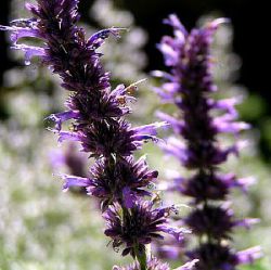 Agastache 'Serpentine'