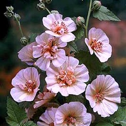 Alcalthaea x suffrutescens 'Parkfrieden' ('Parkfreedom')