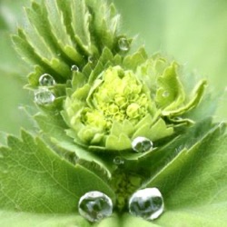 Alchemilla mollis 'Robustica'