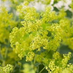 Alchemilla mollis 'Thriller'