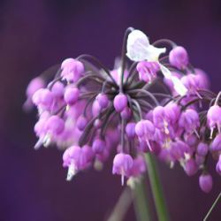 Allium cernuum