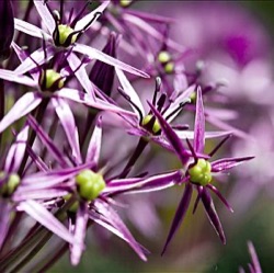 Allium christophii