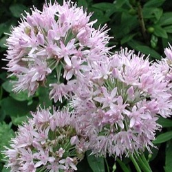 Allium lusitanicum