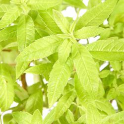 Aloysia triphylla 'Golden Wind' (Lippia citriodora)