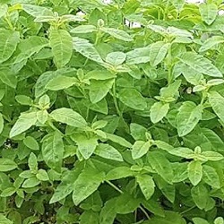Aloysia triphylla 'Goliath' (Lippia citriodora)