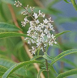 Aloysia triphylla (Lippia citriodora)