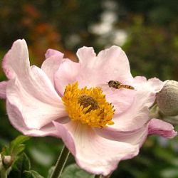 Anemone 'Loreley'