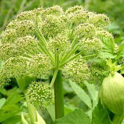 Angelica archangelica