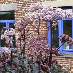 Angelica sylvestris 'Vicar's Mead'