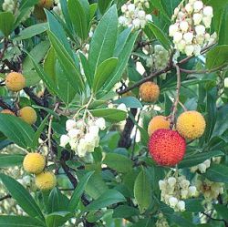 Arbutus unedo