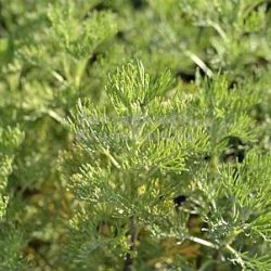 Artemisia abrotanum var. maritima 'Coca Cola'