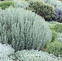 Artemisia arborescens 'Carcassonne'