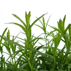 Artemisia dracunculus var. sativa 'Tolergon'