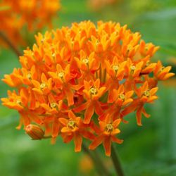 Asclepias tuberosa