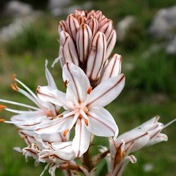 Asphodelus cerasiferus (A. ramosus)