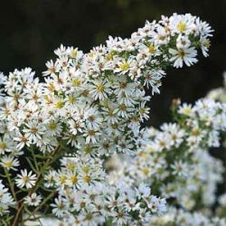 Aster 'Monte Cassino'