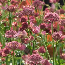 Astrantia major 'Roma'