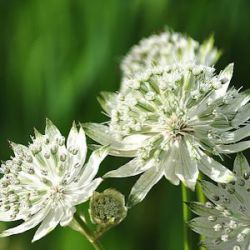 Astrantia major 'Superstar' ® ('White Giant')