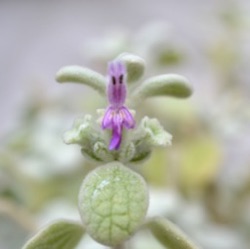 Ballota pseudodictamnus 'Compact Form'