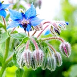 Borago officinalis