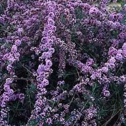 Buddleja alternifolia unique ('Pmoore12')