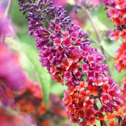 Buddleja 'Bicolor' ('Flower Power')