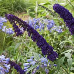 Buddleja davidii 'Black Knight'