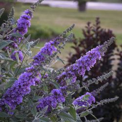 Buddleja davidii 'Lavender Cupcake'