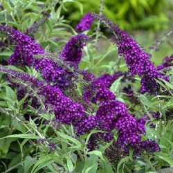 Buddleja davidii 'Magenta Munchkin'