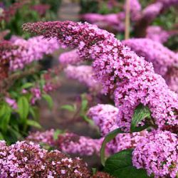 Buddleja davidii 'Pink Delight'