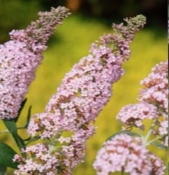 Buddleja davidii 'Pink Panter'