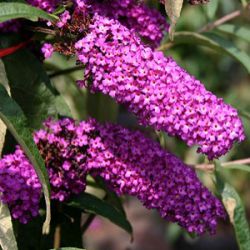 Buddleja davidii 'Royal Red'