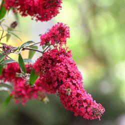 Buddleja 'Prince Charming'