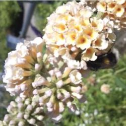 Buddleja x weyeriana 'Lady the Ramsey'