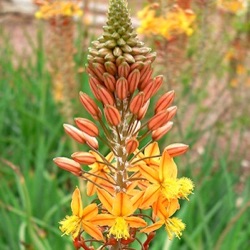 Bulbine frutescens 'Medicus' ®