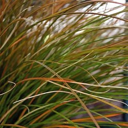 Carex testacea