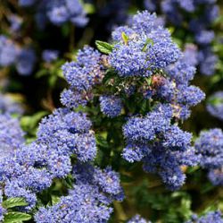 Ceanothus 'Concha'