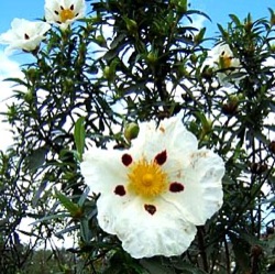 Cistus ladanifer