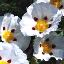 Cistus x dansereaui 'Jenkyn Place'
